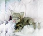 Small Photo #5 French Bulldog Puppy For Sale in PEMBROKE PINES, FL, USA