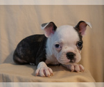 Small #8 Boston Terrier