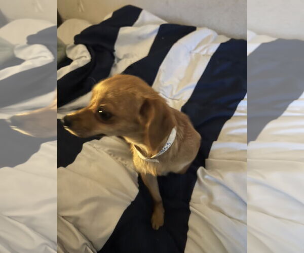 Medium Photo #2 Chiweenie Puppy For Sale in Colton, CA, USA