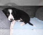 Small Photo #36 Border Collie Puppy For Sale in AIKEN, SC, USA
