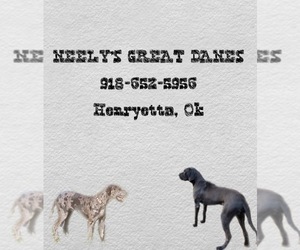 Great Dane Puppy for sale in HENRYETTA, OK, USA