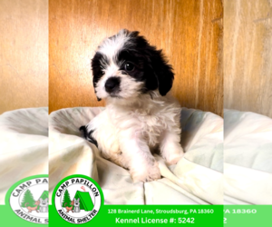 Mal-Shi Dogs for adoption in Stroudsburg, PA, USA