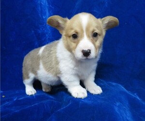 Pembroke Welsh Corgi Puppy for sale in NORWOOD, MO, USA