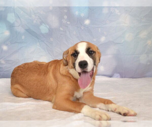 Medium Photo #1 Mutt Puppy For Sale in Oroville, CA, USA