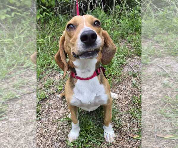 Medium Photo #7 Beagle Puppy For Sale in Dunnellon, FL, USA