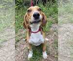 Small #6 Beagle