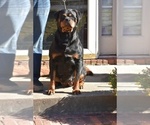 Small #8 Rottweiler