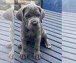 Small Photo #1 Cane Corso Puppy For Sale in DELAWARE, OH, USA