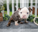 Small #2 Olde English Bulldogge