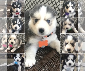 Siberian Husky Puppy for sale in JACKSONVILLE, FL, USA