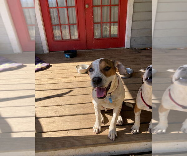 Medium Photo #1 Beagle-Unknown Mix Puppy For Sale in Claremore, OK, USA