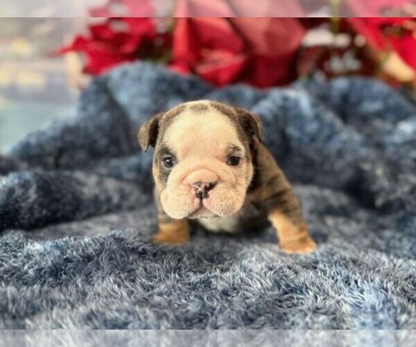 Medium Photo #3 English Bulldog Puppy For Sale in OOLOGAH, OK, USA