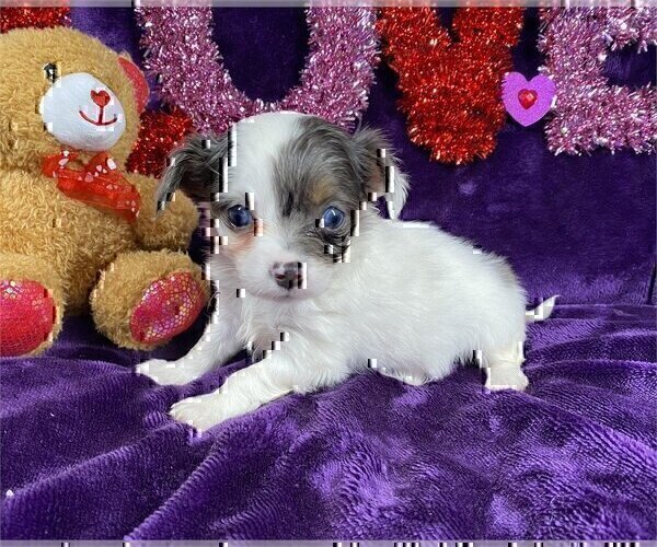 Medium Photo #11 Chihuahua Puppy For Sale in DELRAY BEACH, FL, USA