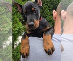 Puppy Red collar Doberman Pinscher