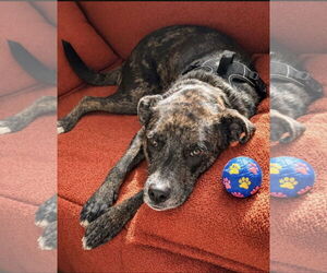 Stella - Female Catahoula Leopard Dog-Unknown Mix Dog for Adoption - Photo #6