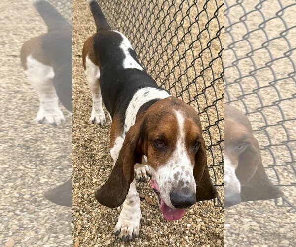 Medium Photo #5 Basset Hound Puppy For Sale in Deepwater, NJ, USA