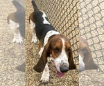Small Photo #5 Basset Hound Puppy For Sale in Deepwater, NJ, USA