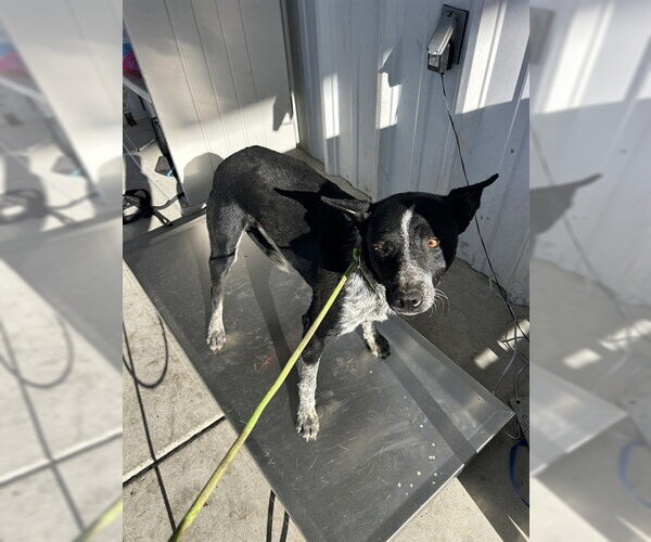 Medium Photo #1 Texas Heeler Puppy For Sale in Bakersfield, CA, USA