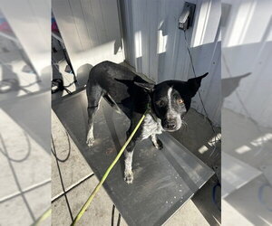 Texas Heeler Dogs for adoption in Bakersfield, CA, USA