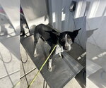 Small Texas Heeler