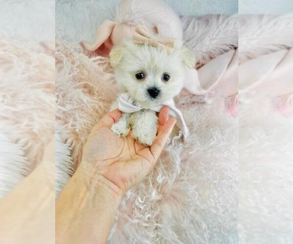 Medium Photo #4 Pomeranian Puppy For Sale in PEMBROKE PINES, FL, USA