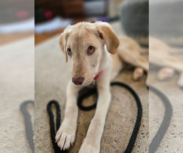 Medium Photo #1 Mutt Puppy For Sale in New London, WI, USA