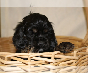 Cocker Spaniel Puppy for sale in BIG BEND, CO, USA