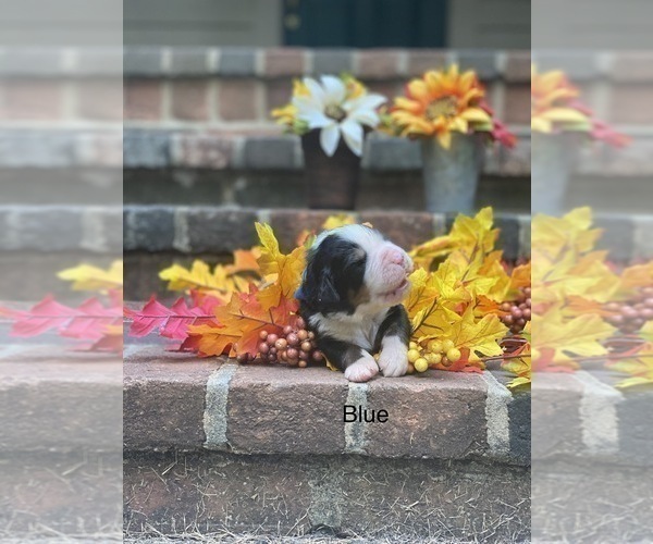 Medium Photo #1 Bernese Mountain Dog Puppy For Sale in GREENVILLE, OH, USA