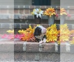 Small Photo #1 Bernese Mountain Dog Puppy For Sale in GREENVILLE, OH, USA