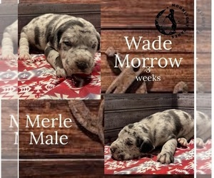 Great Dane Puppy for Sale in SALTVILLE, Virginia USA