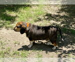 Small #1 Bagle Hound