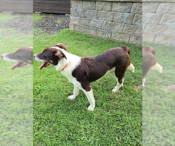 Medium Photo #4 Border Collie-Unknown Mix Puppy For Sale in Brewster, NY, USA