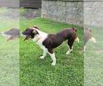 Small #3 Border Collie Mix