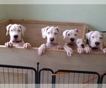 Small Photo #6 Dogo Argentino Puppy For Sale in MIAMI, FL, USA