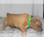 Small #13 American Bully