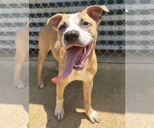 American Pit Bull Terrier-Unknown Mix Dogs for adoption in Wetumpka, AL, USA