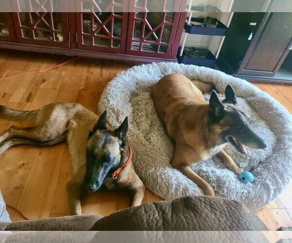 Medium Photo #4 Mutt Puppy For Sale in Stevens Point, WI, USA