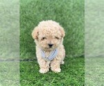 Small #2 Poodle (Toy)