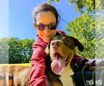 Small Photo #7 Labrador Retriever-Unknown Mix Puppy For Sale in Washington, DC, USA