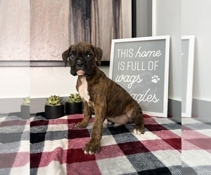 Boxer Puppy for sale in FRANKLIN, IN, USA