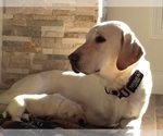 Small Photo #1 Golden Labrador Puppy For Sale in KEARNEY, MO, USA