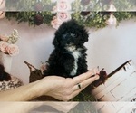 Puppy Virgo AKC Poodle (Miniature)