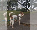 Small Photo #7 American Pit Bull Terrier-Unknown Mix Puppy For Sale in Oakhurst, NJ, USA