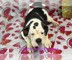 Olde English Bulldogge Puppy for sale in LORAIN, OH, USA