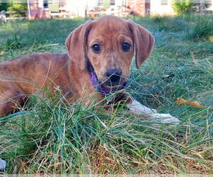 Mutt Dogs for adoption in pomfret, CT, USA