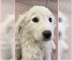 Small #8 Great Pyrenees Mix