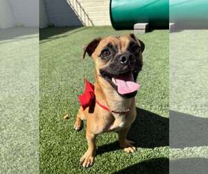 Chug Dogs for adoption in Tempe , AZ, USA