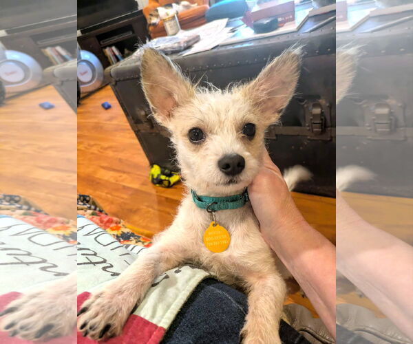 Medium Photo #4 Mutt Puppy For Sale in Arlington, VA, USA