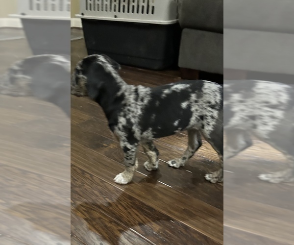 Medium Photo #8 Catahoula Leopard Dog Puppy For Sale in SPRING, TX, USA