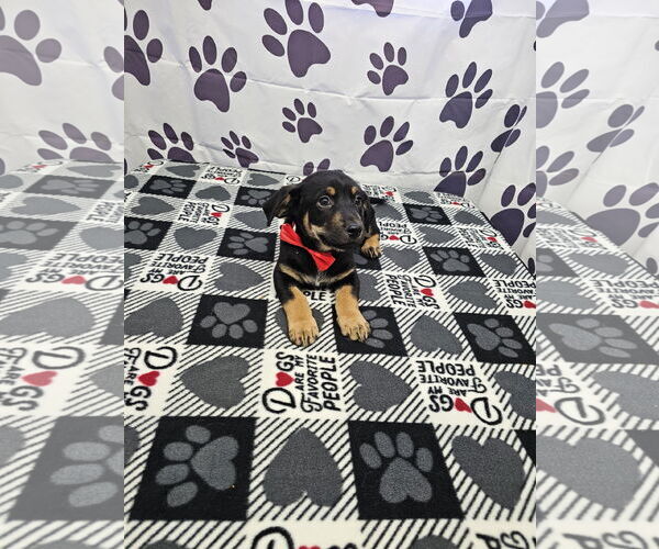 Medium Photo #2 Jack Chi Puppy For Sale in Metairie, LA, USA